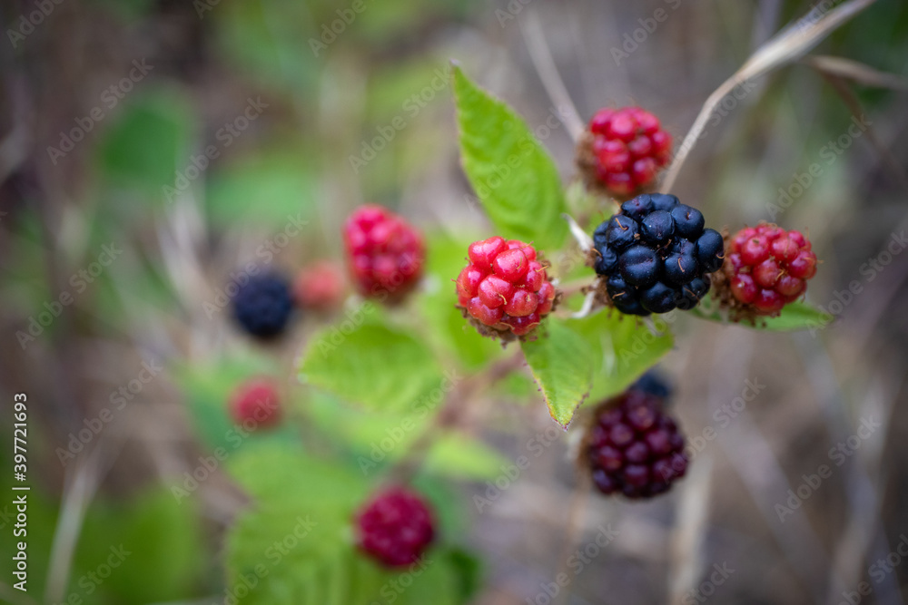 Wild blackberries growing on the vine in California Wild blackberries growing on the vine in California