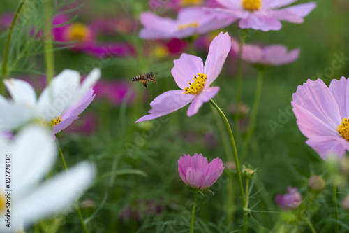 flower pink garden bee pollen  © HYMNS Studio