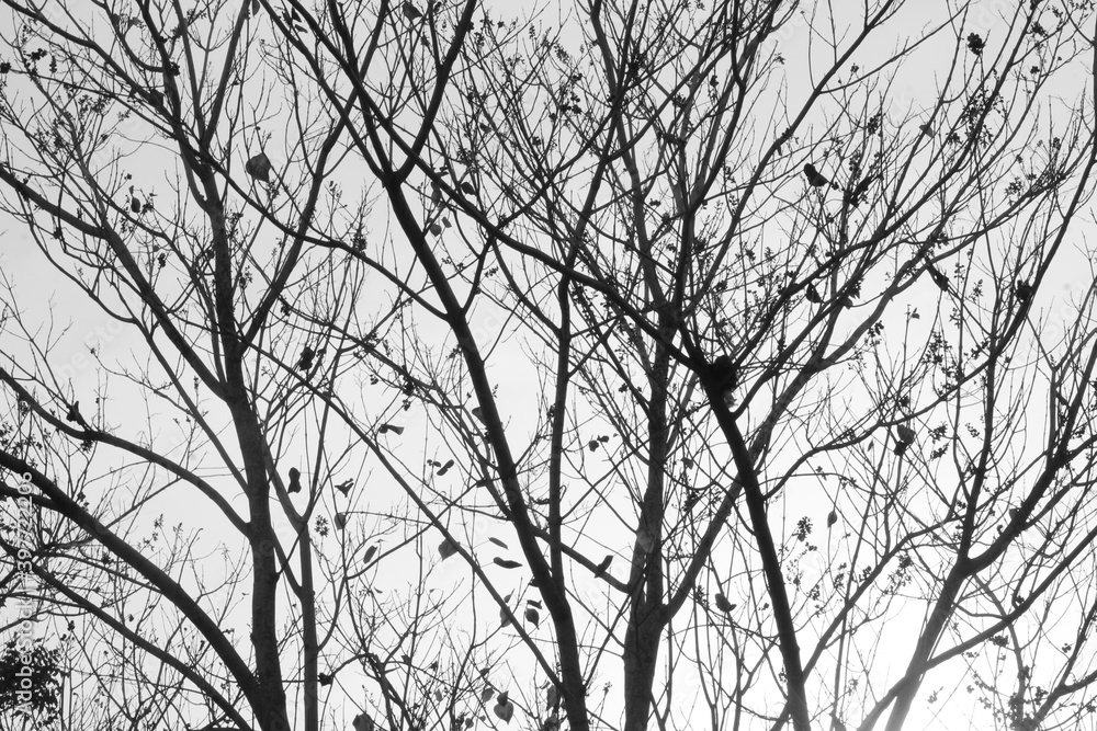 death-nature death-nature