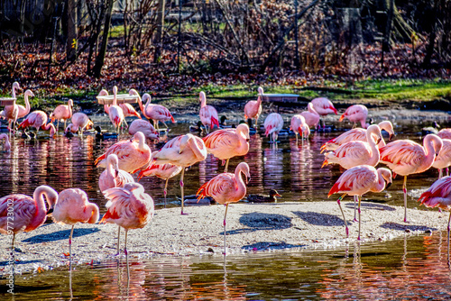 Bronx Zoo Flamingos in December 2020