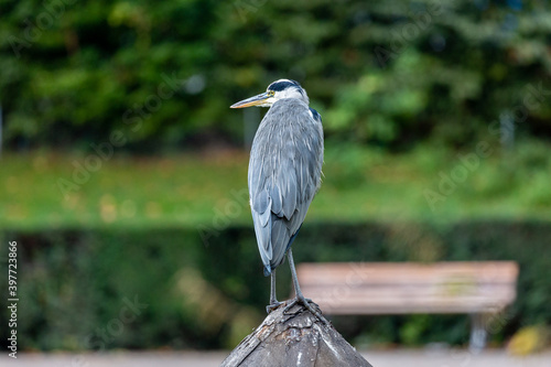 Gray heron near to the water in park