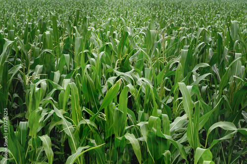 close-up of corn field with buds and tassels in the morning