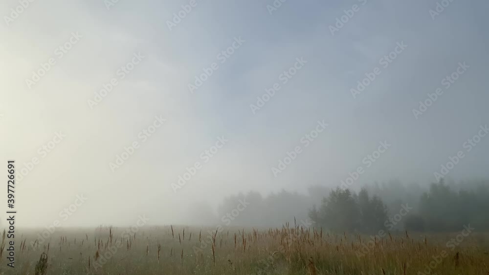 Early foggy summer morning. Nature wakes up, the sun rises from the horizon and illuminates the meadows with fragrant herbs and flowers covered with dew. Green trees stand in silence. Early foggy summer morning. Nature wakes up, the sun rises from the horizon and illuminates the meadows with fragrant herbs and flowers covered with dew. Green trees stand in silence.