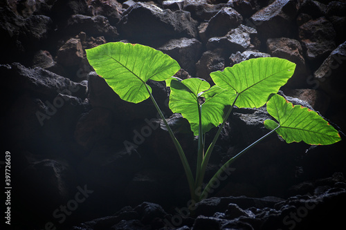 Принти на полотні wild plant growing among large stones