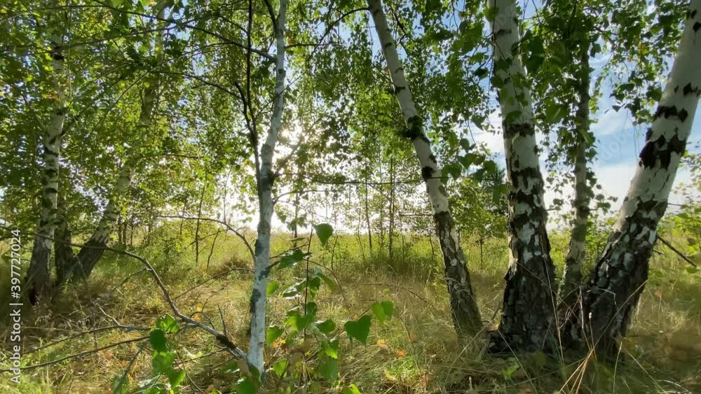 Birch trees are illuminated by the bright sun on a summer morning. Fragrant herbs and flowers grow around the trees in the meadow. Birch trees are illuminated by the bright sun on a summer morning. Fragrant herbs and flowers grow around the trees in the meadow.