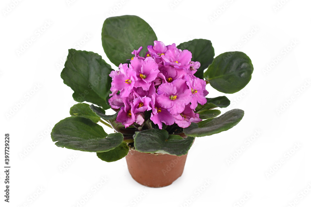 Blooming pink 'African Violets' plant in flower pot isolated on white background