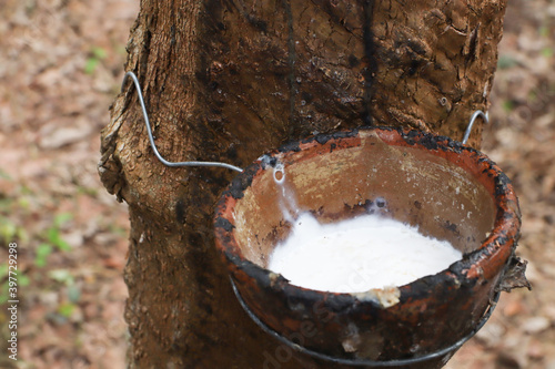 White latex fluid in wooden bowl drop from Para rubber tree