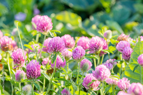 Beautiful pink flowers of meadow clover in the rays of the summer sun