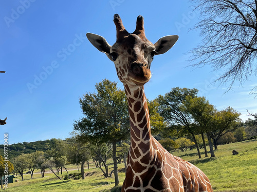 Photography giraffe in the zoo