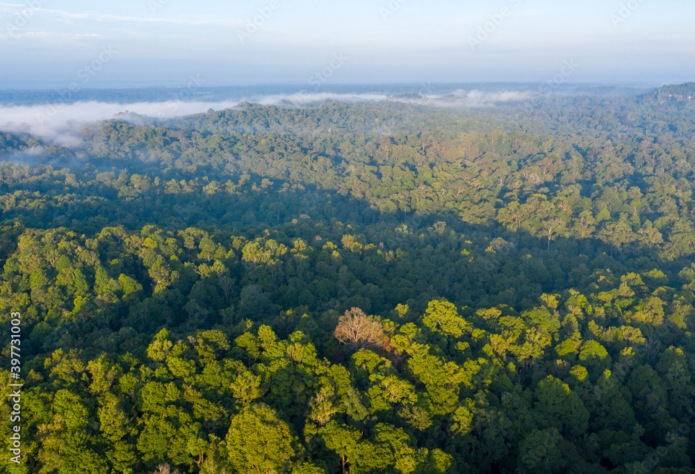 Tropical rain forest aerial drone shot. ecosystem and healthy environment concept