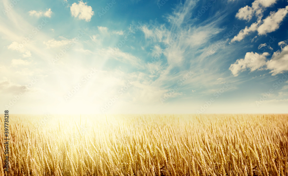 Sun setting on wheat field. Sunset landscape