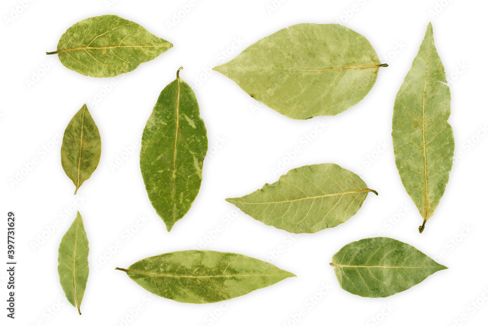 Bay leaf isolated on the white background Bay leaf isolated on the white background