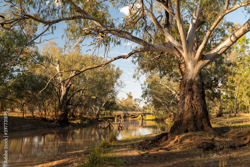 Banks of the Mooney River  Thallon