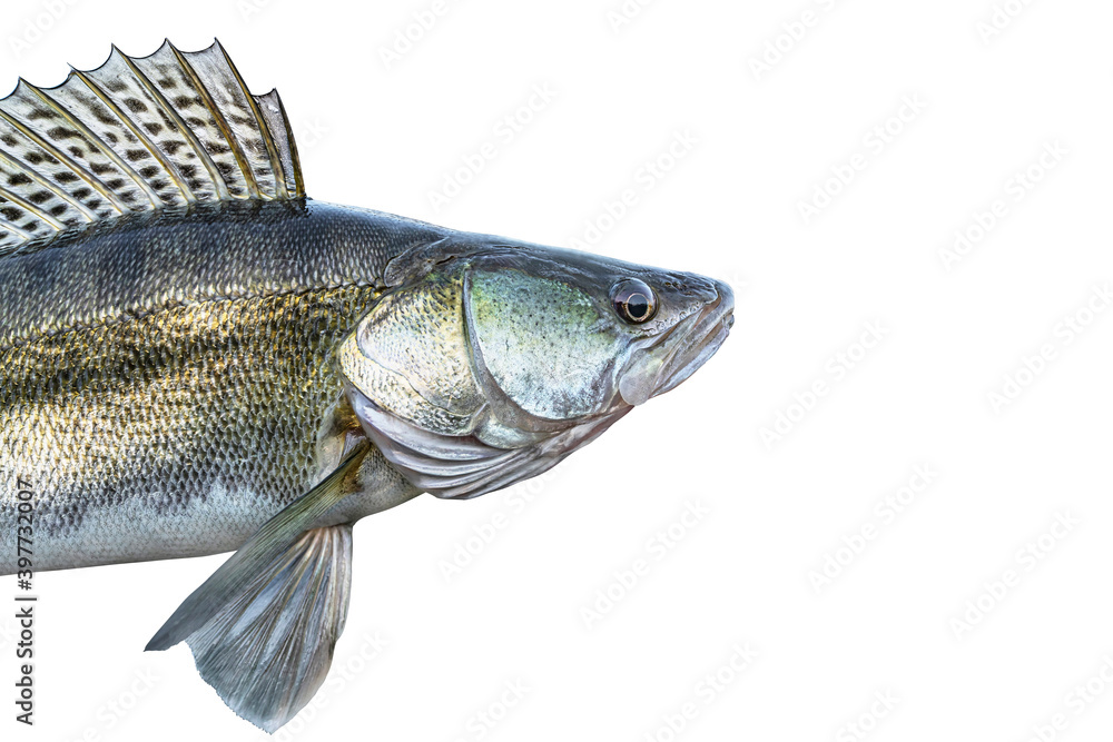 Fishing backdrop. Zander and pike from above. Vibrant fishing