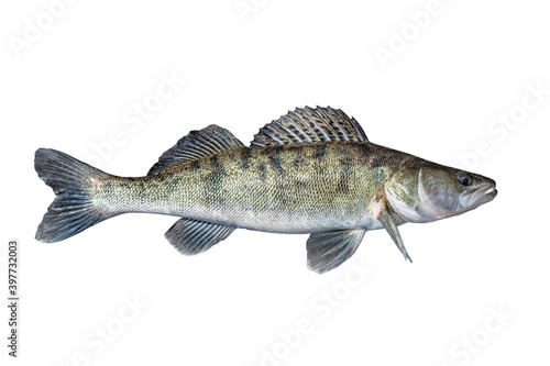 Zander. Walleye live fish isolated on white background. Sander pikeperch fishing