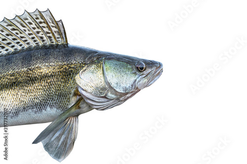 Fototapeta Naklejka Na Ścianę i Meble -  Zander. Head of live walleye fish isolated on white background. Sander pikeperch fishing