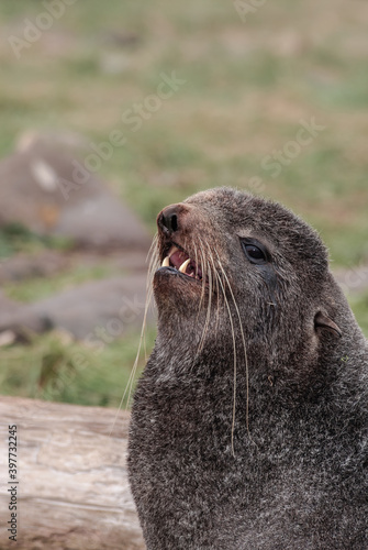 Northern Fur Seal (Callorhinus ursinus) at hauling-out in St. George Island, Pribilof Islands, Alaska, USA