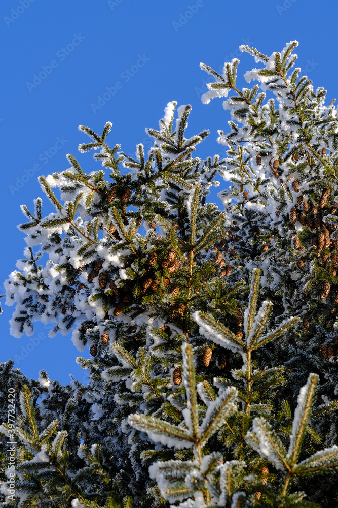 Green spruce branches with brown cones under a layer of snow Green spruce branches with brown cones under a layer of snow