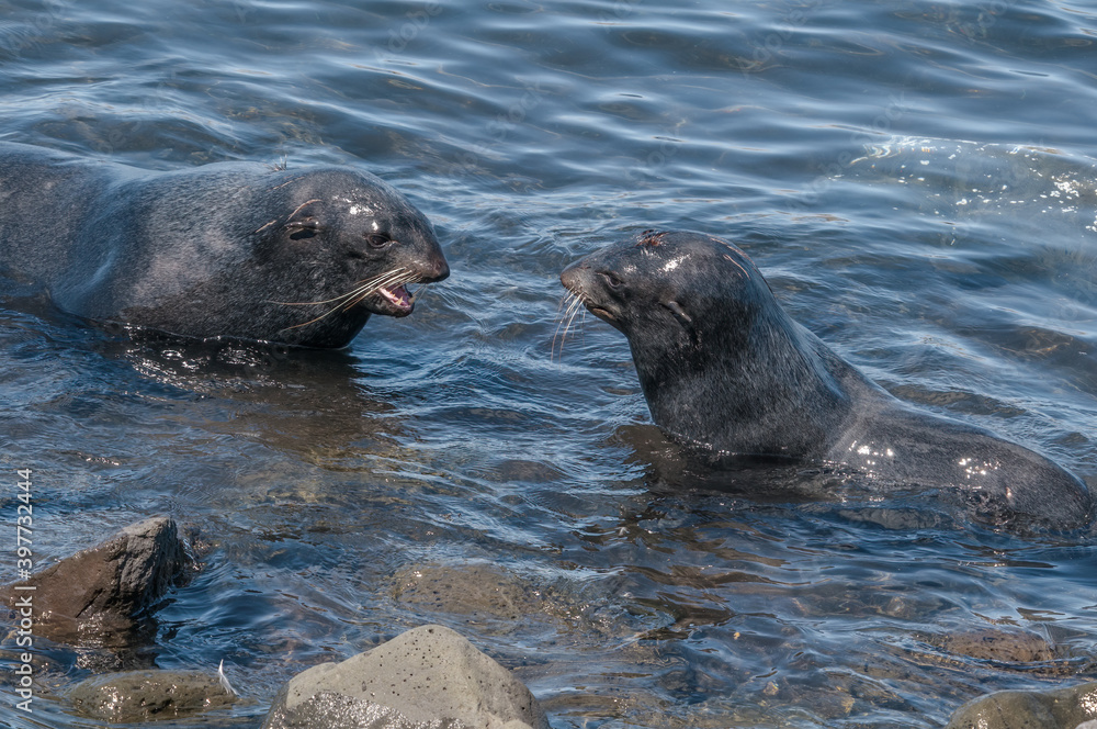Obraz premium Northern Fur Seal (Callorhinus ursinus) at hauling-out in St. George Island, Pribilof Islands, Alaska, USA