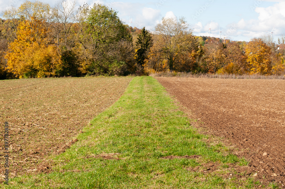 Naklejka premium a path between fields grown with grass