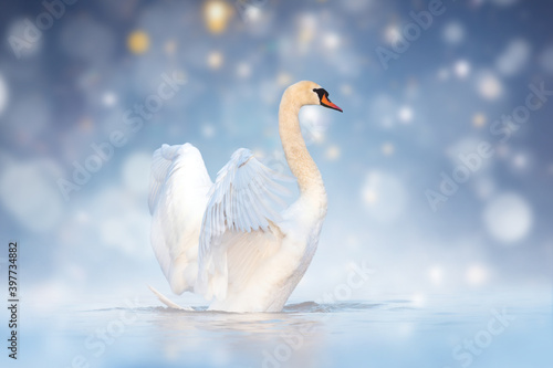 Fototapeta Naklejka Na Ścianę i Meble -  Beautiful white swan swimming in the river