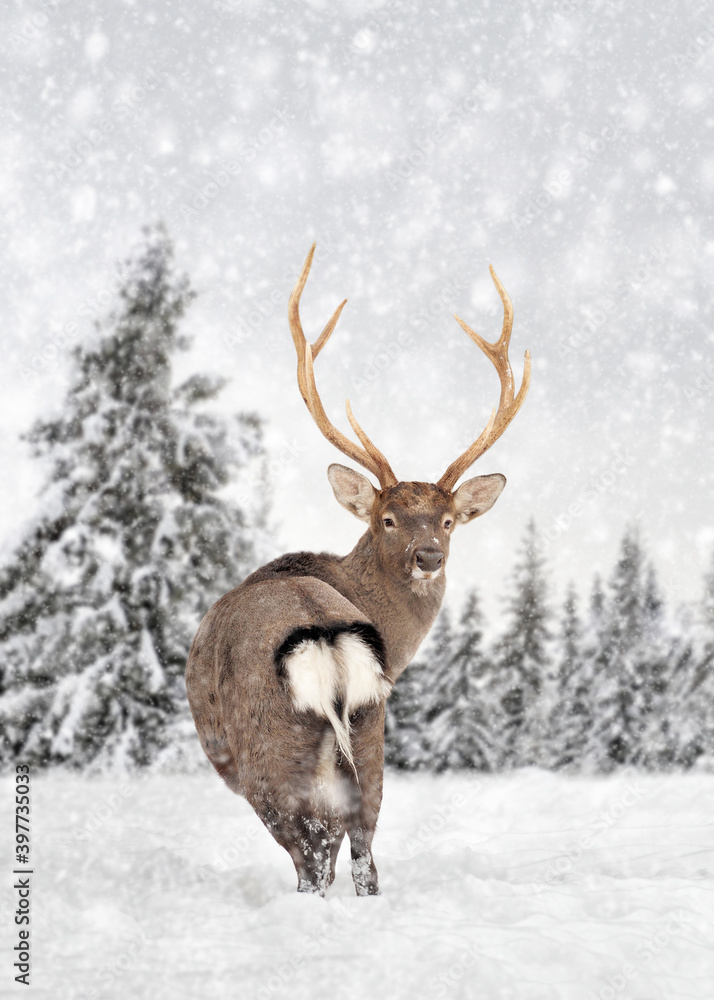 Deer on a winter landscape background with snowfalls Deer on a winter landscape background with snowfalls