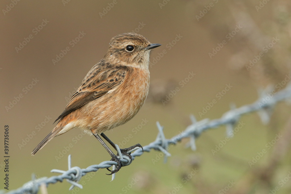 A beautiful female Stonechat, Saxicola rubicola, perching on Barbed wire fence. It is hunting for insects to eat. A beautiful female Stonechat, Saxicola rubicola, perching on Barbed wire fence. It is hunting for insects to eat.