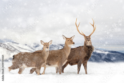 Three deers on a winter landscape background with snowfalls