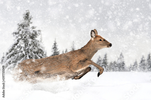 Deer running on a winter landscape background with snowfalls