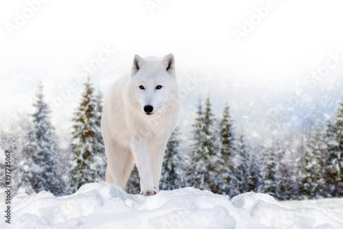 Close beautiful wild arctic wolf on snow