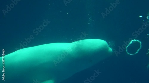 Beluga whale creating bubble rings underwater. Delphinapterus leucas. White whale. Close up. 4K photo