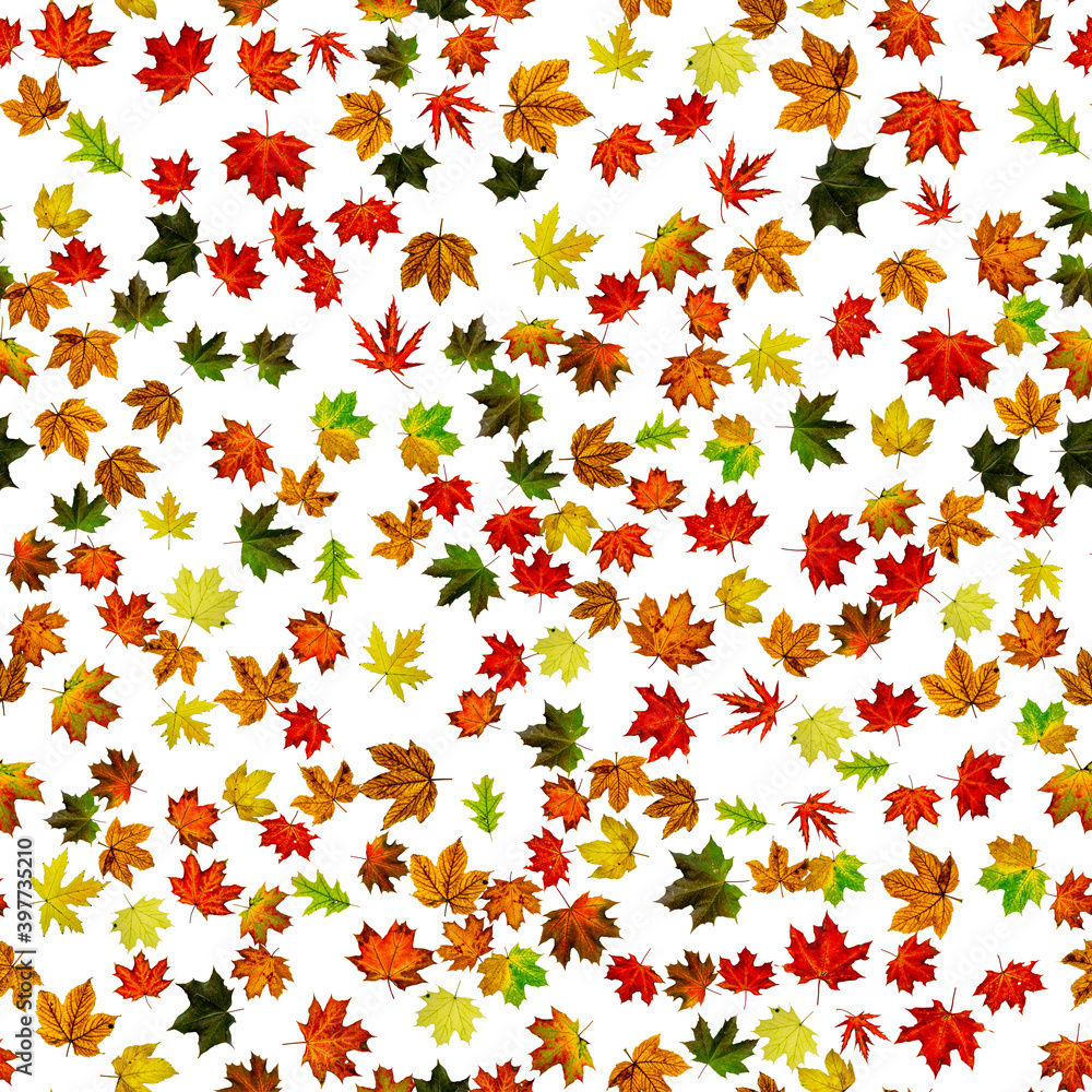 Autumn leaves background. Colorful maple foliage seamless pattern. Season leaves fall background. Autumn yellow red, orange leaf isolated on white. Autumn leaves background. Colorful maple foliage seamless pattern. Season leaves fall background. Autumn yellow red, orange leaf isolated on white.