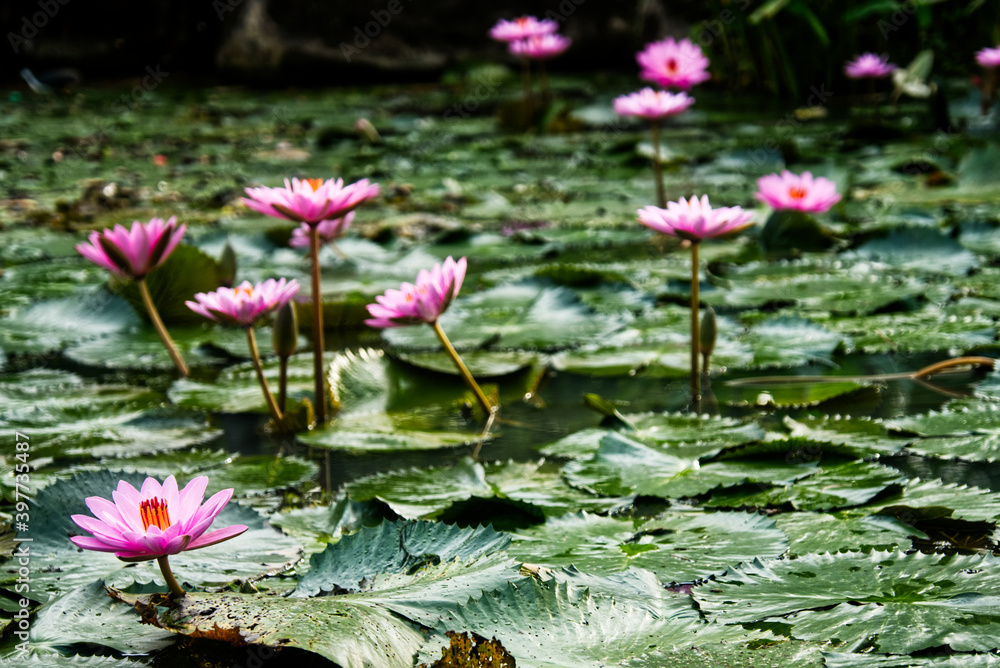 Lotuses freshly bloomed early at the break of day Lotuses freshly bloomed early at the break of day