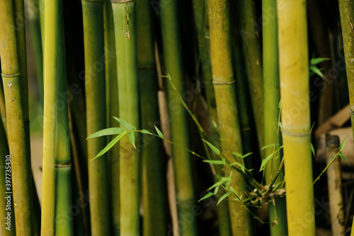 Fototapeta Naklejka Na Ścianę i Meble -  Solitary sprig of bamboo growing out horizontally against vertical trunks of bamboo in a bamboo groove