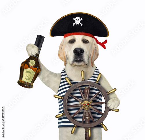 A dog in a pirate uniform with a bottle of rum is at a helm of a ship. White background. Isolated.