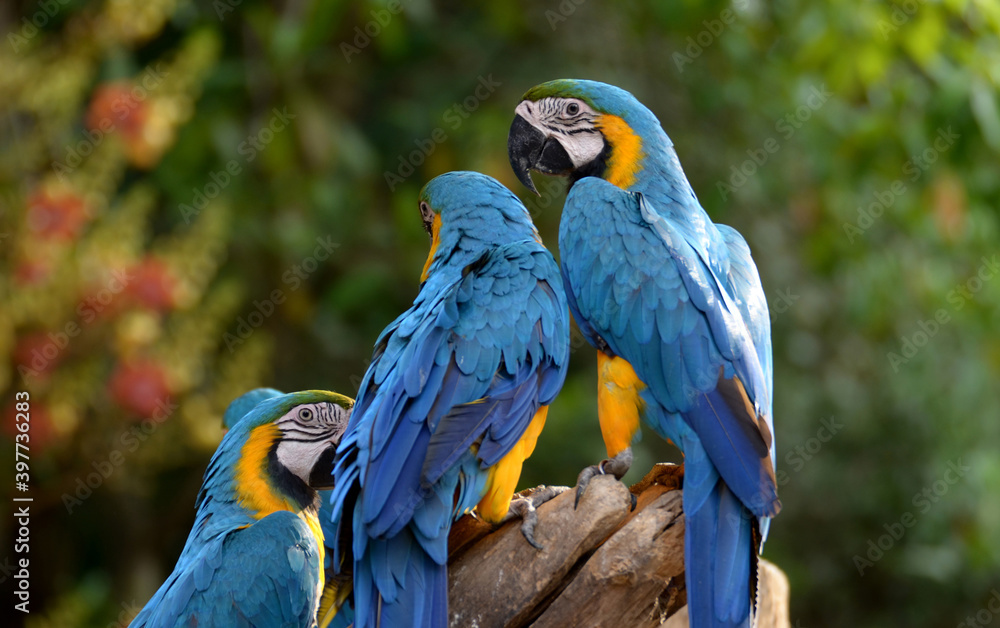 Obraz premium Idyllic Animal Birdwatch safari: Beautiful and curious Blue and Yellow Parrot macaw tropical bird on nature background
