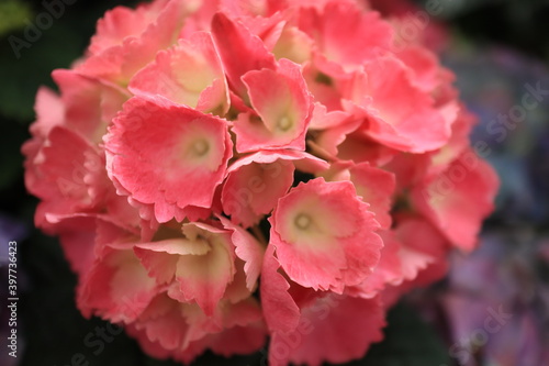 Hydrangea, hortensia close up shots