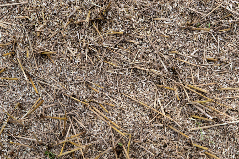 loss of wheat harvest: ripe grain crumbling lies on the ground, rot and mold loss of wheat harvest: ripe grain crumbling lies on the ground, rot and mold