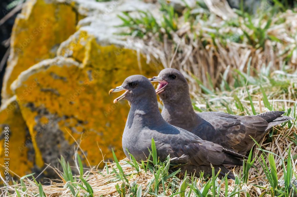 Dark-morphed Northern Fulmar (Fulmarus glacialis) at Chowiet Island, Semidi Islands, Alaska, USA Dark-morphed Northern Fulmar (Fulmarus glacialis) at Chowiet Island, Semidi Islands, Alaska, USA