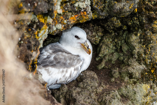 Light-morphed Northern Fulmar (Fulmarus glacialis) at St. George Island, Pribilof Islands, Alaska, USA photo