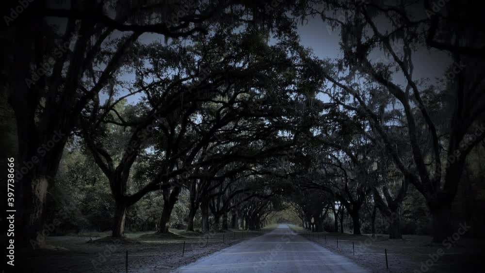 Driving down a road lined with huge Live Oak trees in Savannah Georgia Driving down a road lined with huge Live Oak trees in Savannah Georgia