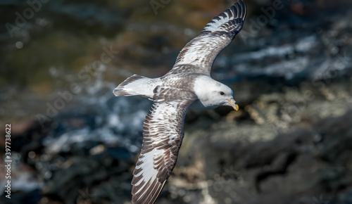 Light-morphed Northern Fulmar (Fulmarus glacialis) at St. George Island, Pribilof Islands, Alaska, USA photo