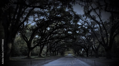 Driving down a road lined with huge Live Oak trees in Savannah Georgia photo