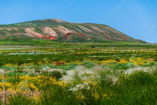 Quadro su tela Unusual landscape