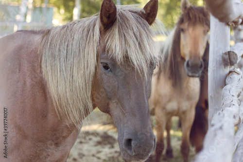 Horses in the paddock on the farm. Concept of pet breeding, agriculture, farming, animal husbandry.