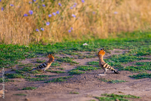 Eurasian Hoopoe or Upupa epops. The pair of birds is sitting on branches © rostovdriver
