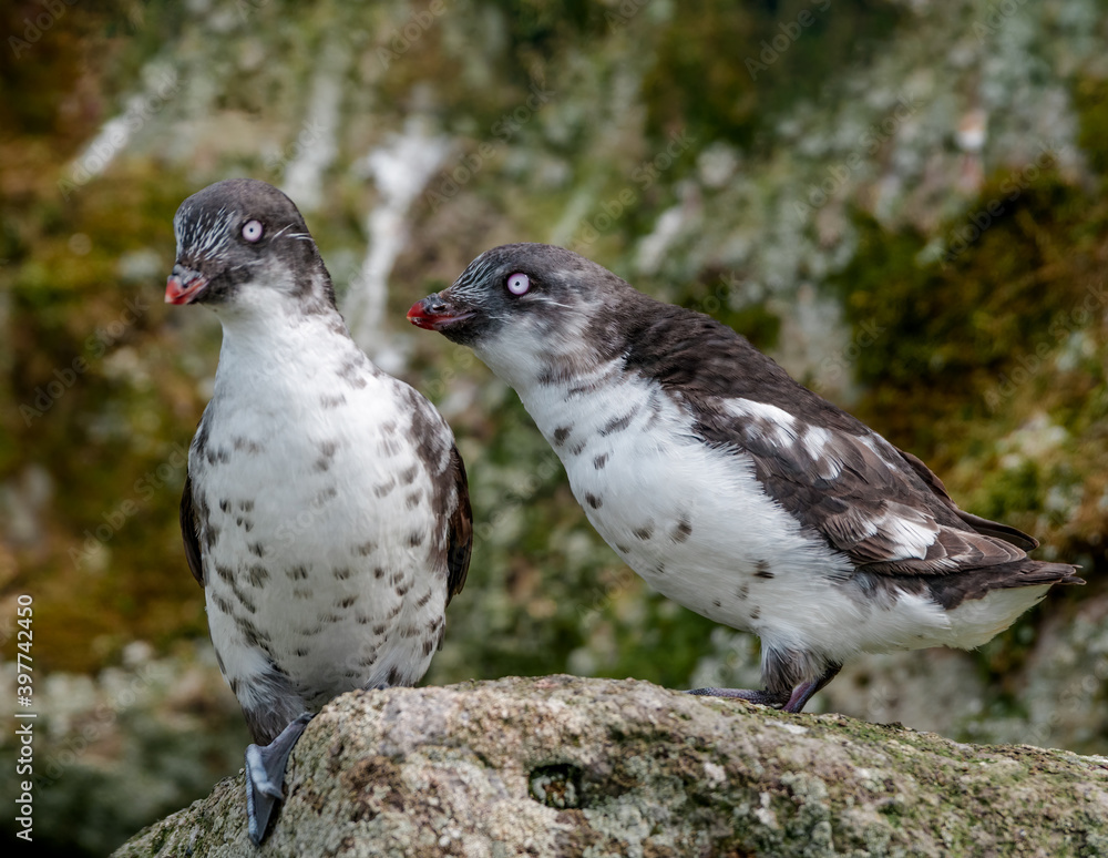 Least Auklets (Aethia pusilla) at colony in St. George Island, Pribilof Islands, Alaska, USA Least Auklets (Aethia pusilla) at colony in St. George Island, Pribilof Islands, Alaska, USA