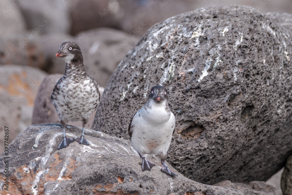 Obraz premium Least Auklet (Aethia pusilla) with food to chick at colony, St. George Island, Pribilof Islands, Alaska, USA