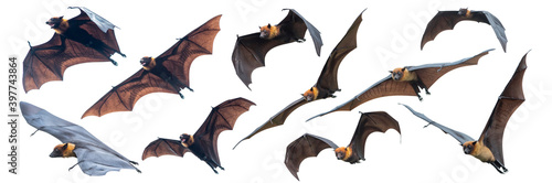 Fototapet Set of flying bats isolated on white background