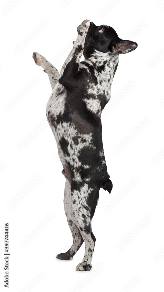  dog standing on its hind legs on a white background. French Bulldog of rare marble color. Pet in the studio